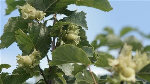 Saison 1 - Épisode 4 : Noisettes à profusion... au Saguenay